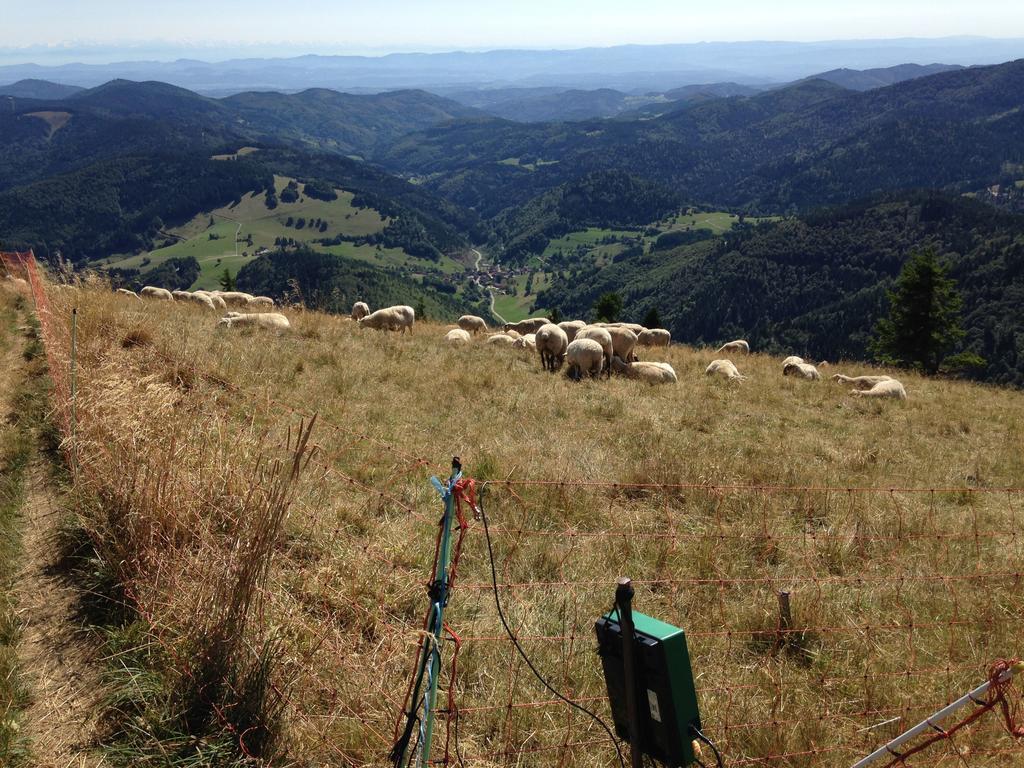 Haus Feldberg-Falkau Feldberg  Bagian luar foto